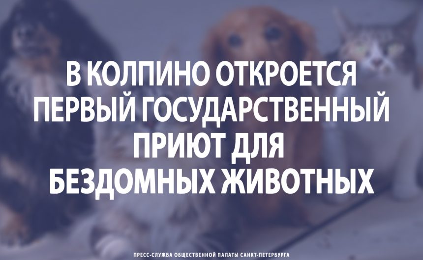 В Колпино откроется первый государственный приют для бездомных животных