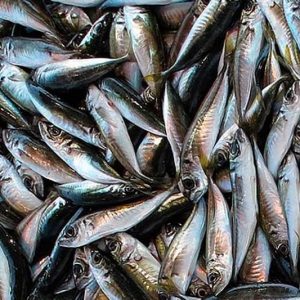 Невскую корюшку начнут продавать в середине апреля