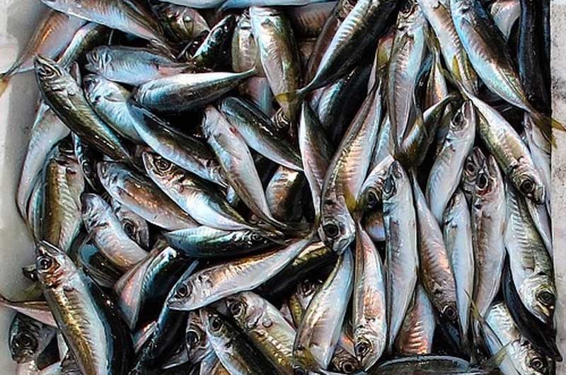 Невскую корюшку начнут продавать в середине апреля Невскую корюшку начнут продавать в середине апреля