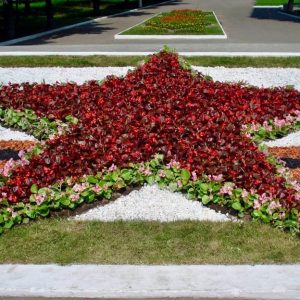 Георгиевские ленты расцветут в скверах и парках Петербурга