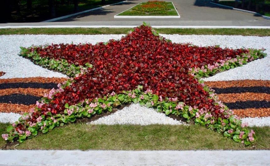 Георгиевские ленты расцветут в скверах и парках Петербурга Георгиевские ленты расцветут в скверах и парках Петербурга