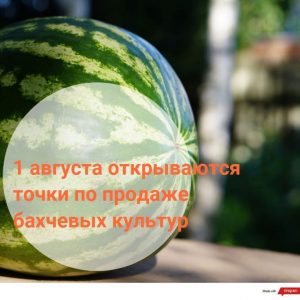 Умеете ли вы правильно выбирать арбуз или дыню?