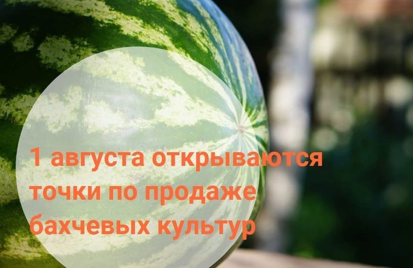 Умеете ли вы правильно выбирать арбуз или дыню? Умеете ли вы правильно выбирать арбуз или дыню?
