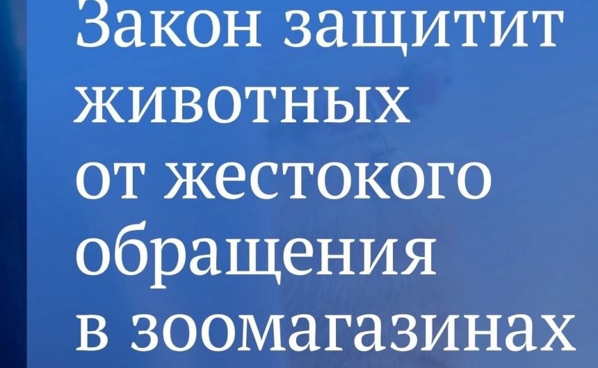 Приходилось ли вам видеть щенков и котят в тесных клетках зоомагазинов? Изменить ситуацию скоро станет возможно! Приходилось ли вам видеть щенков и котят в тесных клетках зоомагазинов? Изменить ситуацию скоро станет возможно!