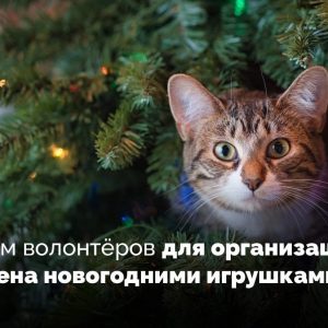 Коллеги из Биос-клуба в поиске волонетеров для организации новогоднего обмена