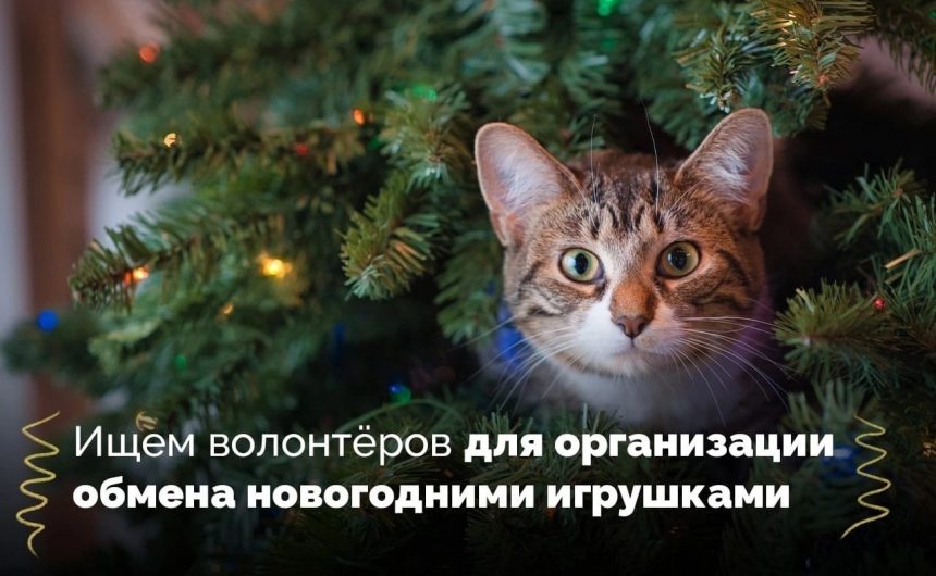 Коллеги из Биос-клуба в поиске волонетеров для организации новогоднего обмена