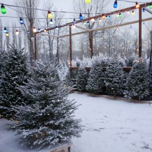 Ёлочные базары откроются в Петербурге 20 декабря Ёлочные базары откроются в Петербурге 20 декабря