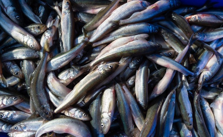 Где купить корюшку в Санкт-Петербурге? Где купить корюшку в Санкт-Петербурге?