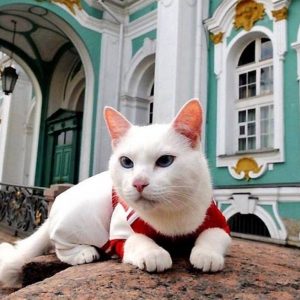 День петербургских котов