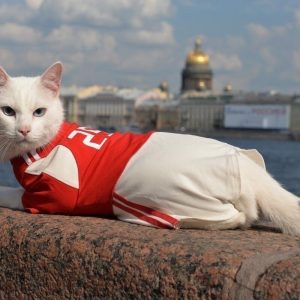Эрмитажный кот-оракул Ахилл будет работать во время Олимпиады 2024 года