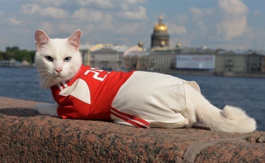 Эрмитажный кот-оракул Ахилл будет работать во время Олимпиады 2024 года Эрмитажный кот-оракул Ахилл будет работать во время Олимпиады 2024 года